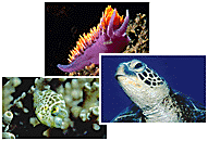 Beginner scuba certification online.