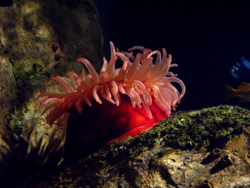 Anemone on the reef with scuba certification and training.