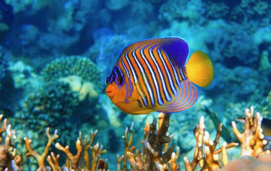 Certification for scuba diving with padi online
scuba course.