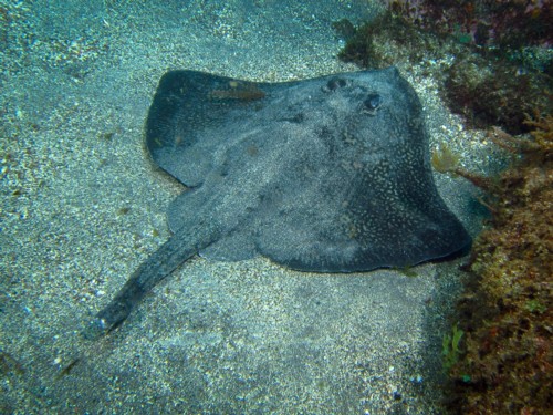We saw a Bat Ray in the sand on our open water diver cert.