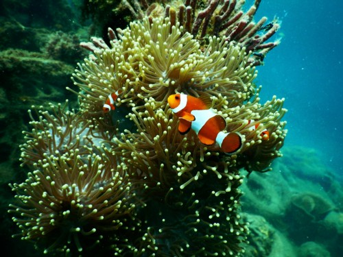 Lost my padi card.