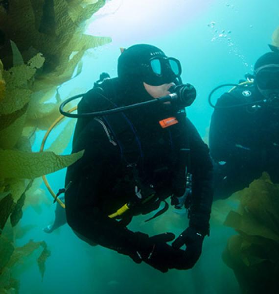Scuba diving school online.