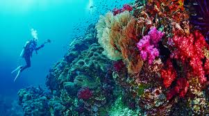 How to get padi certified.