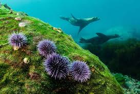 Padi card replacement.