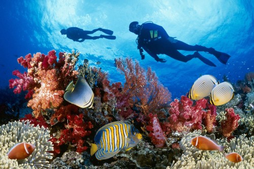 Great reef photo with colorful fish.