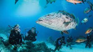 Scuba diving classes online.