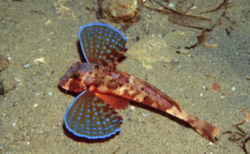 Lost my padi card.