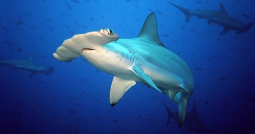 Hammerhead sharks are the sharks you want to see using nitrox.