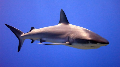Open water blue shark.