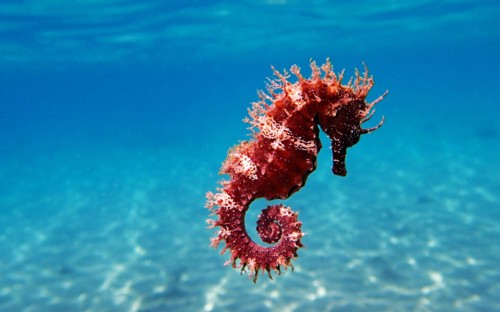 Padi online courses.