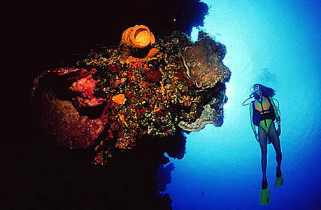 Lost my padi card. How to find my NASDS scuba card.