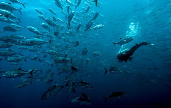 Scuba diving school online.