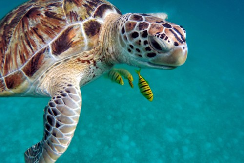 Nitrox diving with turtles in warm water.