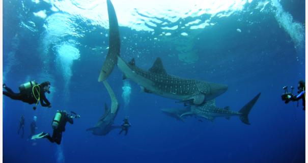 Lost my padi card.