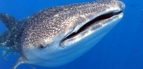 Padi scuba instruction near me.