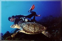 Padi scuba instruction near me.