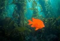Padi scuba instruction near me.